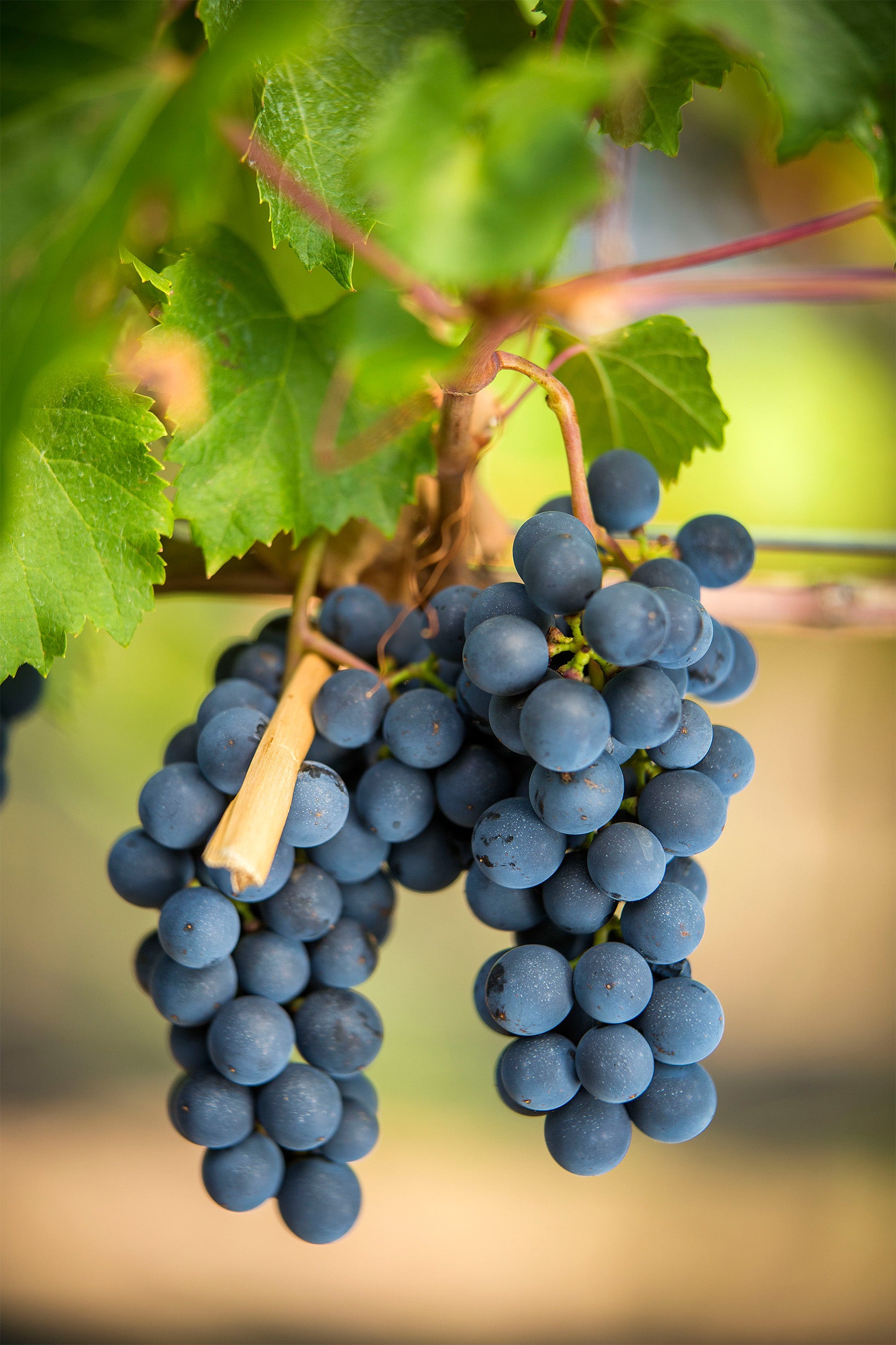 Bodega Alonso Guerrero